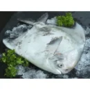 Fish Pamphlet (4 Pieces)